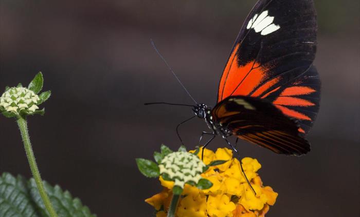 Exotic butterfly in Plas Pilipala